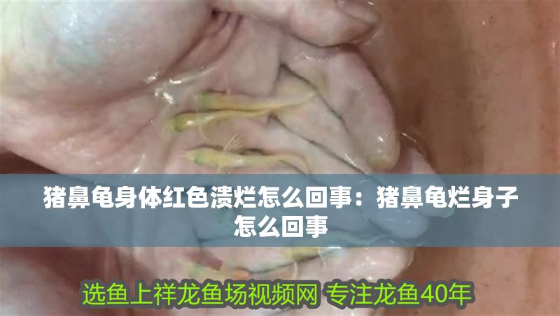 豬鼻龜身體紅色潰爛怎么回事：豬鼻龜爛身子怎么回事