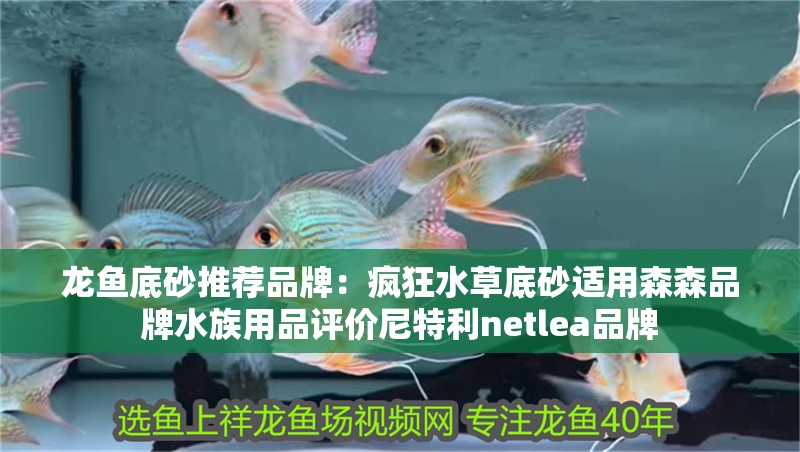 龍魚(yú)底砂推薦品牌：瘋狂水草底砂適用森森品牌水族用品評(píng)價(jià)尼特利netlea品牌