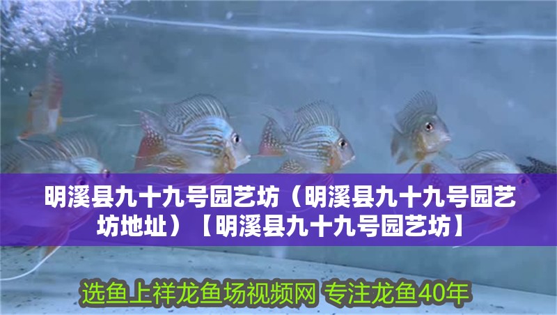 明溪縣九十九號園藝坊（明溪縣九十九號園藝坊地址）【明溪縣九十九號園藝坊】