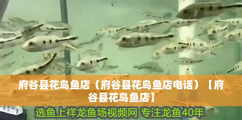 府谷縣花鳥魚店（府谷縣花鳥魚店電話）【府谷縣花鳥魚店】