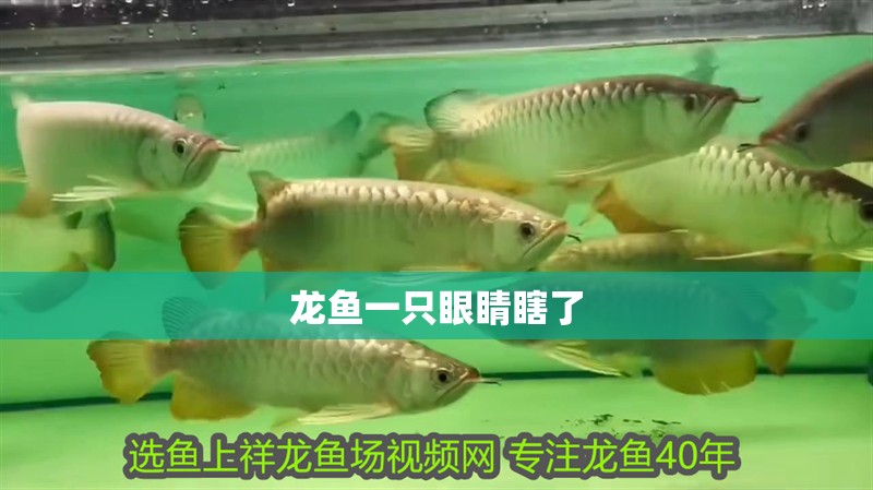 龍魚一只眼睛瞎了