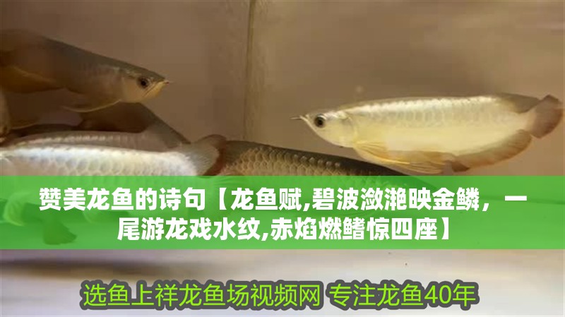 贊美龍魚的詩(shī)句【龍魚賦,碧波瀲滟映金鱗，一尾游龍戲水紋,赤焰燃鰭驚四座】