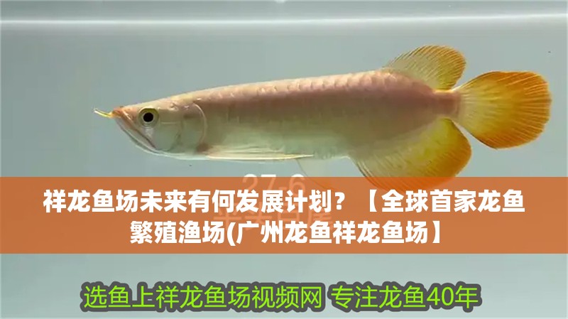 祥龍魚場未來有何發展計劃？【全球首家龍魚繁殖漁場(廣州龍魚祥龍魚場】