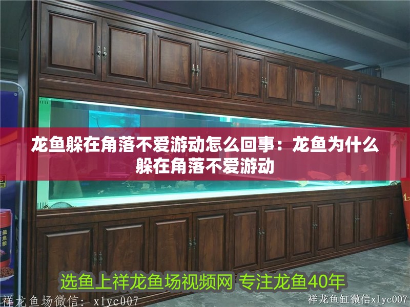 龍魚躲在角落不愛游動怎么回事：龍魚為什么躲在角落不愛游動