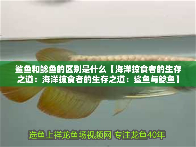 鯊魚和鯰魚的區別是什么【海洋掠食者的生存之道：海洋掠食者的生存之道：鯊魚與鯰魚】 鯊魚和鯰魚的區別是什么【海洋掠食者的生存之道：海洋掠食者的生存之道：鯊魚與鯰魚】 龍魚論壇