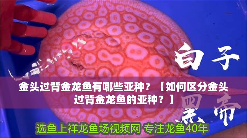 金頭過背金龍魚有哪些亞種？【如何區分金頭過背金龍魚的亞種？】