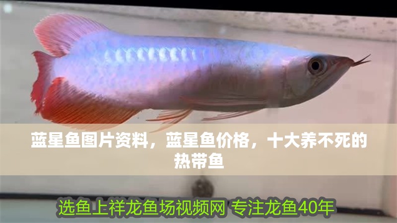 藍(lán)星魚圖片資料，藍(lán)星魚價(jià)格，十大養(yǎng)不死的熱帶魚