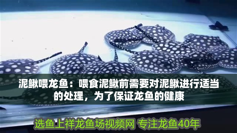 泥鰍喂龍魚：喂食泥鰍前需要對泥鰍進(jìn)行適當(dāng)?shù)奶幚恚瑸榱吮ＷC龍魚的健康