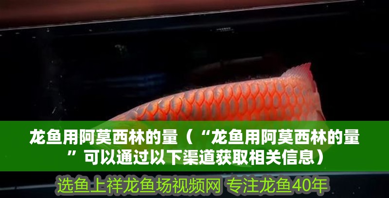 我的虎魚真菌感染了要怎么處理 龍魚用阿莫西林的量(“龍魚用阿莫西林的量”可以通過以下渠道獲取相關信息) 龍魚百科 龍魚用阿莫西林的量(“龍魚用阿莫西林的量”可以通過以下渠道獲取相關信息) 龍魚用阿莫西林的量(“龍魚用阿莫西林的量”可以通過以下渠道獲取相關信息) 龍魚百科