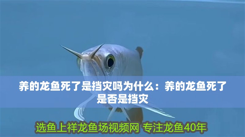 養的龍魚死了是擋災嗎為什么：養的龍魚死了是否是擋災