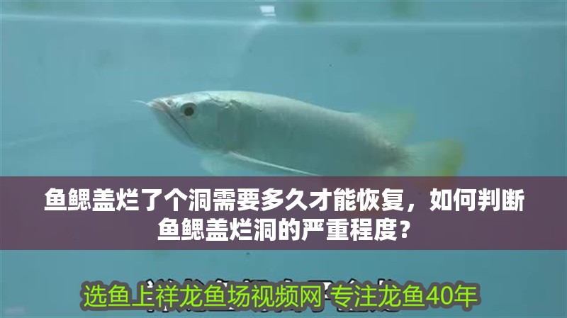 魚鰓蓋爛了個洞需要多久才能恢復，如何判斷魚鰓蓋爛洞的嚴重程度？