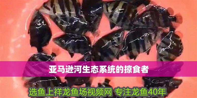 亞馬遜河生態系統的掠食者 亞馬遜河生態系統的掠食者 虎魚百科 第1張