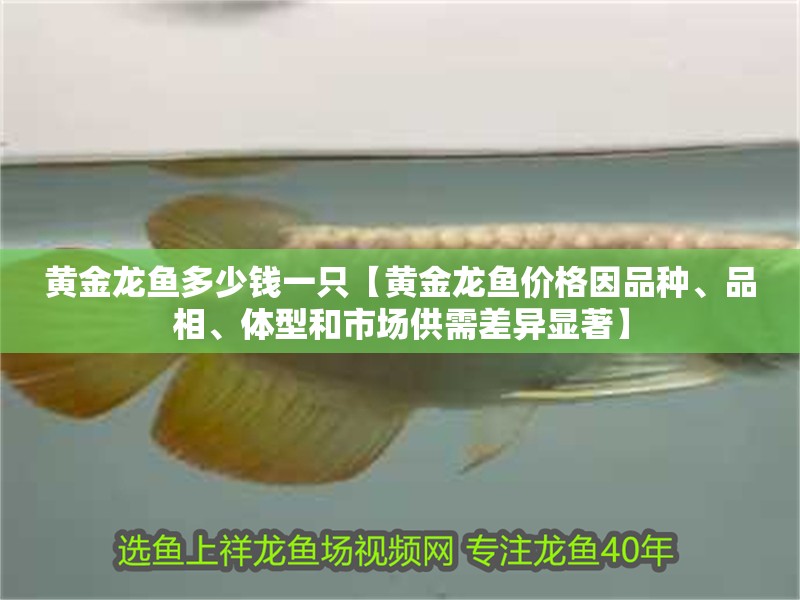 黃金龍魚(yú)多少錢一只【黃金龍魚(yú)價(jià)格因品種、品相、體型和市場(chǎng)供需差異顯著】 黃金龍魚(yú)多少錢一只【黃金龍魚(yú)價(jià)格因品種、品相、體型和市場(chǎng)供需差異顯著】 龍魚(yú)論壇