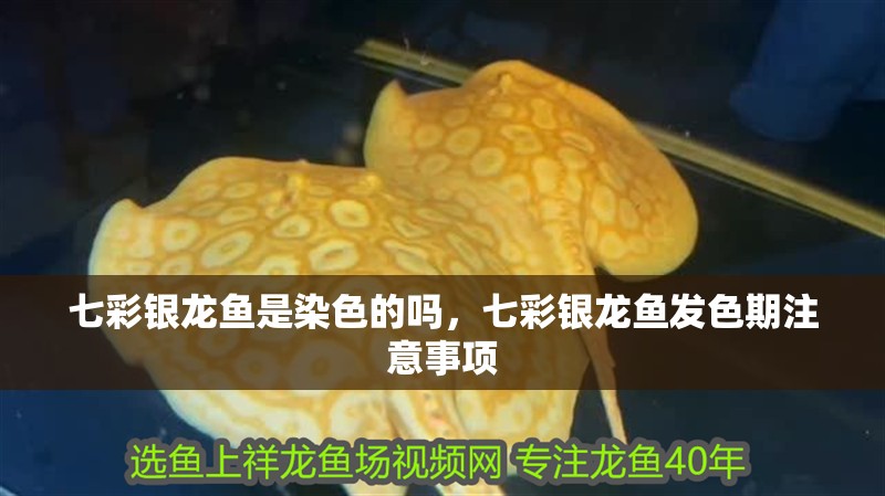 七彩銀龍魚是染色的嗎，七彩銀龍魚發色期注意事項
