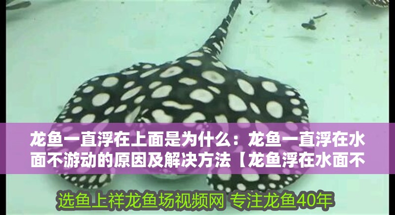 龍魚一直浮在上面是為什么：龍魚一直浮在水面不游動的原因及解決方法【龍魚浮在水面不游動怎么辦】