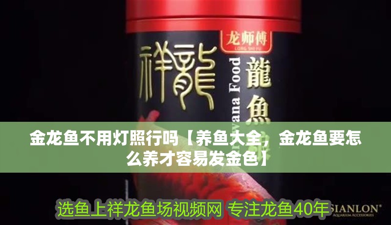 金龍魚不用燈照行嗎【養(yǎng)魚大全，金龍魚要怎么養(yǎng)才容易發(fā)金色】
