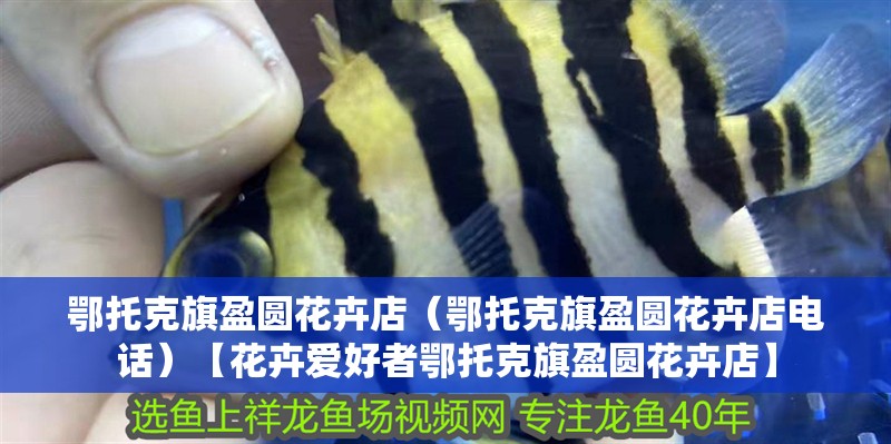 <strong><mark>鄂托克</mark></strong>旗盈圓花卉店（<strong><mark>鄂托克</mark></strong>旗盈圓花卉店電話）【花卉愛好者<strong><mark>鄂托克</mark></strong>旗盈圓花卉店】