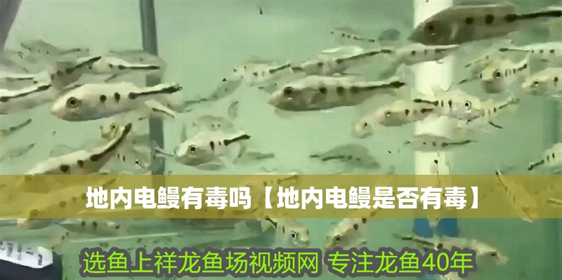 地內電鰻有毒嗎【地內電鰻是否有毒】