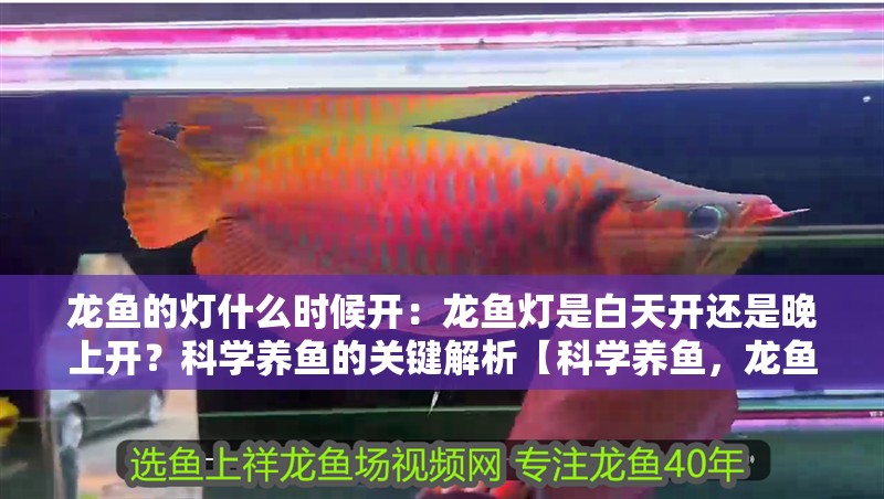 龍魚干蝦有營養(yǎng)嗎 龍魚的燈什么時(shí)候開:龍魚燈是白天開還是晚上開?科學(xué)養(yǎng)魚的關(guān)鍵解析【科學(xué)養(yǎng)魚,龍魚照明,白天開還是晚上開?】 龍魚百科 龍魚的燈什么時(shí)候開:龍魚燈是白天開還是晚上開?科學(xué)養(yǎng)魚的關(guān)鍵解析【科學(xué)養(yǎng)魚,龍魚照明,白天開還是晚上開?】 龍魚的燈什么時(shí)候開:龍魚燈是白天開還是晚上開?科學(xué)養(yǎng)魚的關(guān)鍵解析【科學(xué)養(yǎng)魚,龍魚照明,白天開還是晚上開?】 龍魚百科