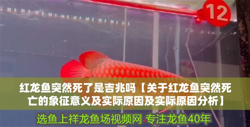 紅龍魚突然死了是吉兆嗎【關于紅龍魚突然死亡的象征意義及實際原因及實際原因分析】