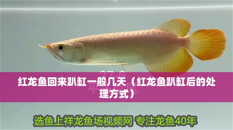 紅龍魚(yú)回來(lái)趴缸一般幾天（紅龍魚(yú)趴缸后的處理方式）