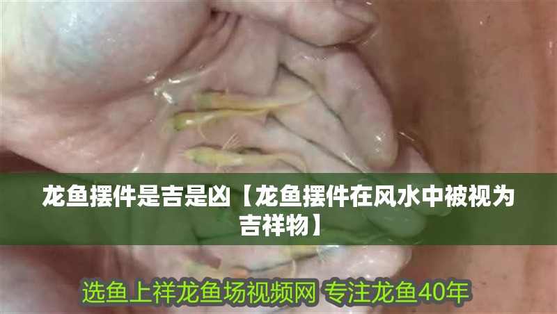 龍魚擺件是吉是兇【龍魚擺件在風水中被視為吉祥物】