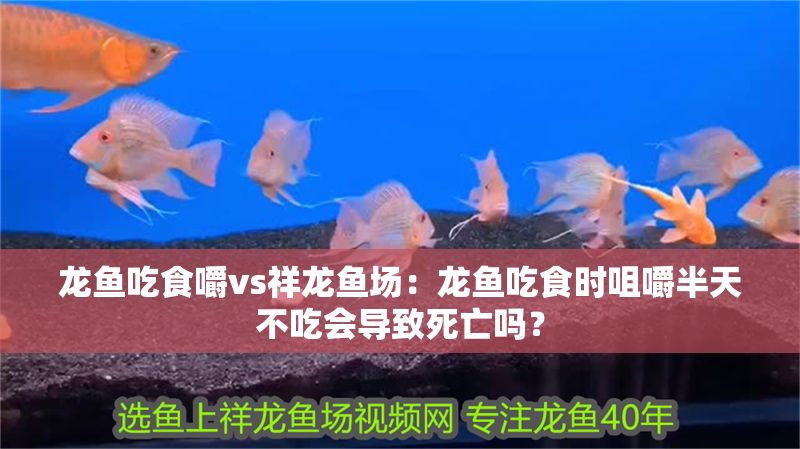 龍魚吃食嚼vs祥龍魚場：龍魚吃食時咀嚼半天不吃會導致死亡嗎？
