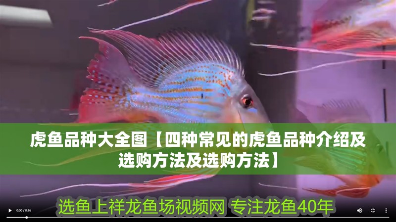 虎魚品種大全圖【四種常見的虎魚品種介紹及選購方法及選購方法】 虎魚品種大全圖【四種常見的虎魚品種介紹及選購方法及選購方法】 龍魚論壇