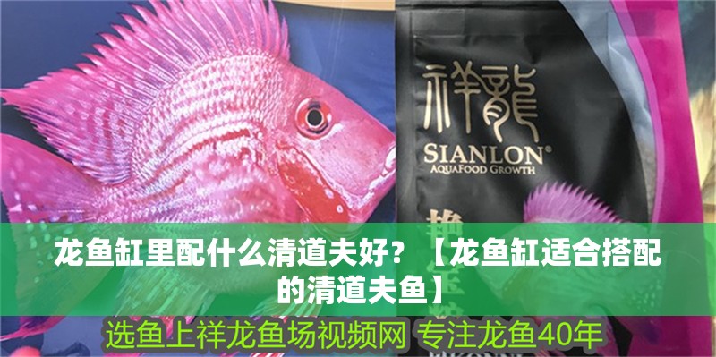 龍魚缸里配什么清道夫好？【龍魚缸適合搭配的清道夫魚】