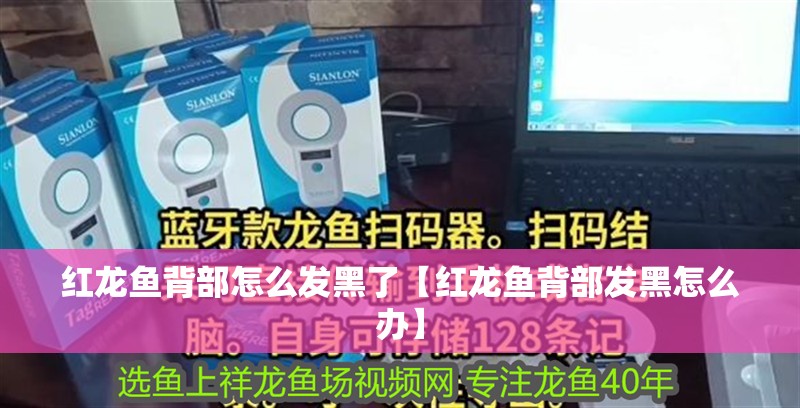 紅龍魚背部怎么發黑了【紅龍魚背部發黑怎么辦】