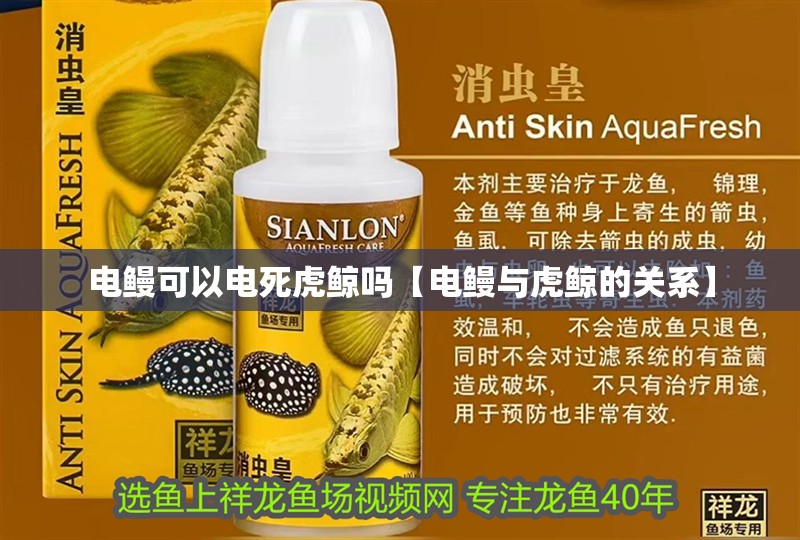 電鰻可以電死虎鯨嗎【電鰻與虎鯨的關(guān)系】