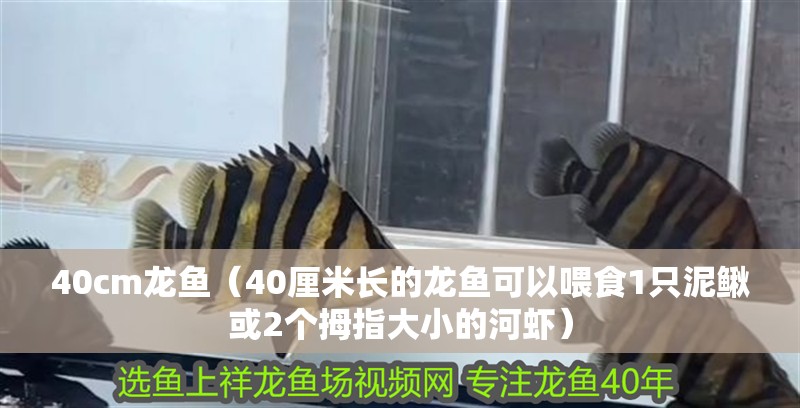 40cm龍魚（40厘米長的龍魚可以喂食1只泥鰍或2個拇指大小的河蝦）