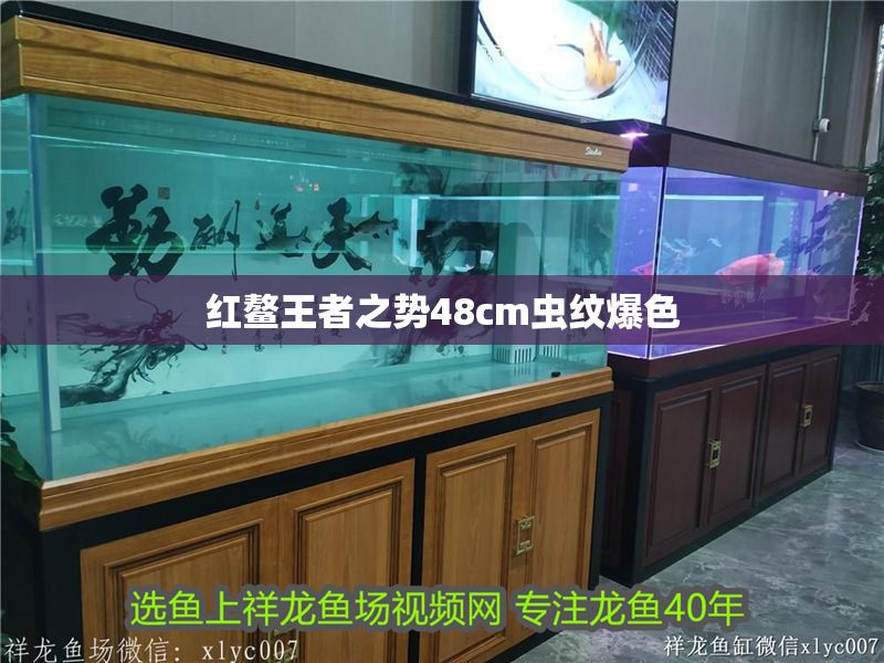 紅鰲王者之勢48cm蟲紋爆色