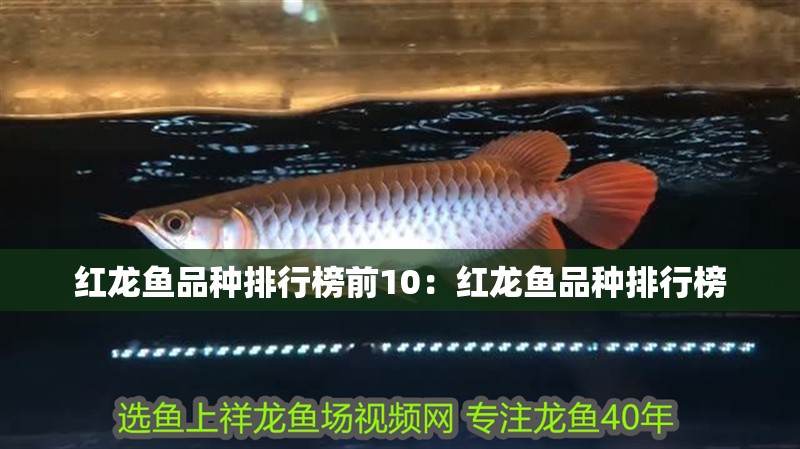 紅龍魚品種排行榜前10：紅龍魚品種排行榜 紅龍魚品種排行榜前10：紅龍魚品種排行榜 龍魚百科