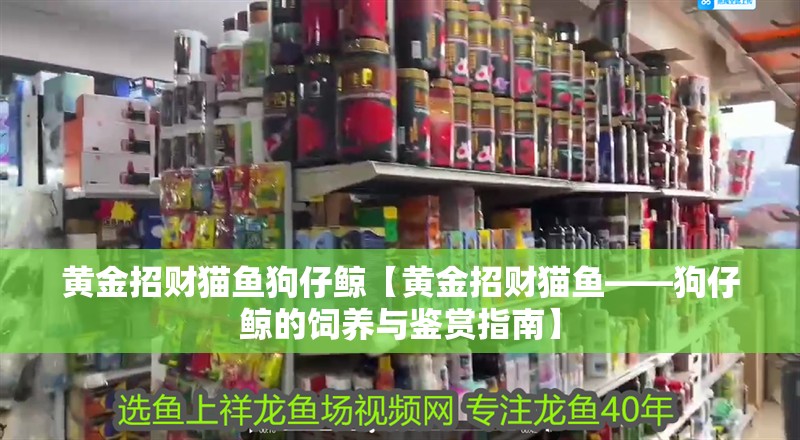 黃金招財貓魚狗仔鯨【黃金招財貓魚——狗仔鯨的飼養與鑒賞指南】 黃金招財貓魚狗仔鯨【黃金招財貓魚——狗仔鯨的飼養與鑒賞指南】 龍魚論壇