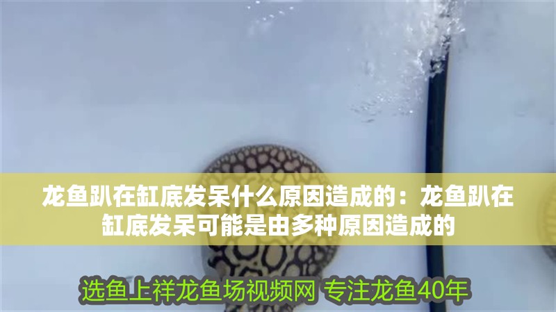 龍魚趴在缸底發(fā)呆什么原因造成的：龍魚趴在缸底發(fā)呆可能是由多種原因造成的