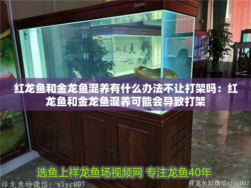 紅龍魚和金龍魚混養有什么辦法不讓打架嗎：紅龍魚和金龍魚混養可能會導致打架