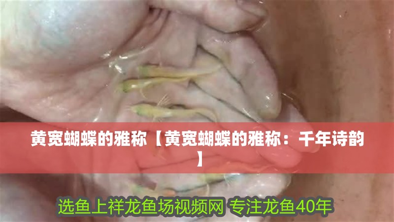 黃寬蝴蝶的雅稱【黃寬蝴蝶的雅稱：千年詩韻】 黃寬蝴蝶的雅稱【黃寬蝴蝶的雅稱：千年詩韻】 龍魚論壇
