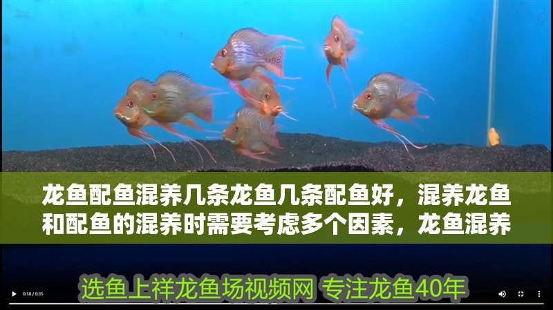 龍魚配魚混養(yǎng)幾條龍魚幾條配魚好，混養(yǎng)龍魚和配魚的混養(yǎng)時需要考慮多個因素，龍魚混養(yǎng)需要考慮多個因素 龍魚配魚混養(yǎng)幾條龍魚幾條配魚好，混養(yǎng)龍魚和配魚的混養(yǎng)時需要考慮多個因素，龍魚混養(yǎng)需要考慮多個因素 龍魚百科