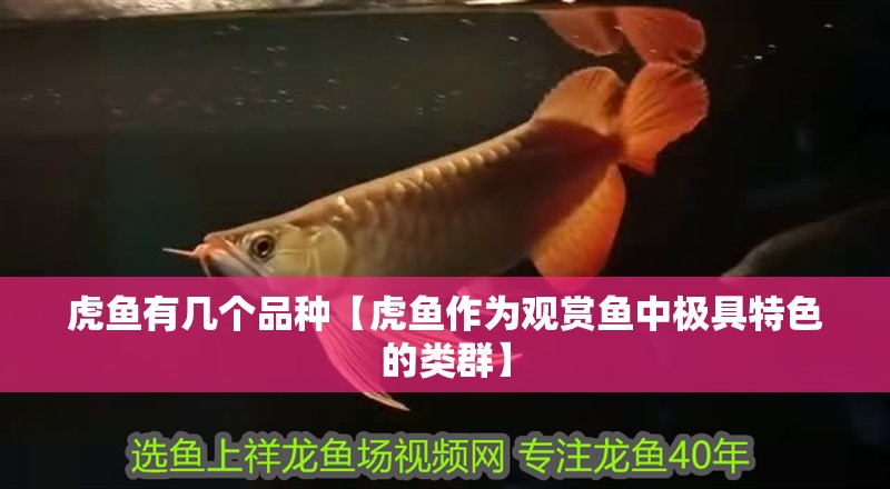 虎魚有幾個(gè)品種【虎魚作為觀賞魚中極具特色的類群】 虎魚有幾個(gè)品種【虎魚作為觀賞魚中極具特色的類群】 龍魚論壇