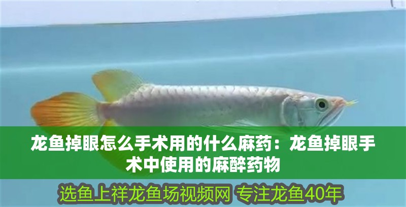 龍魚掉眼怎么手術用的什么麻藥：龍魚掉眼手術中使用的麻醉藥物