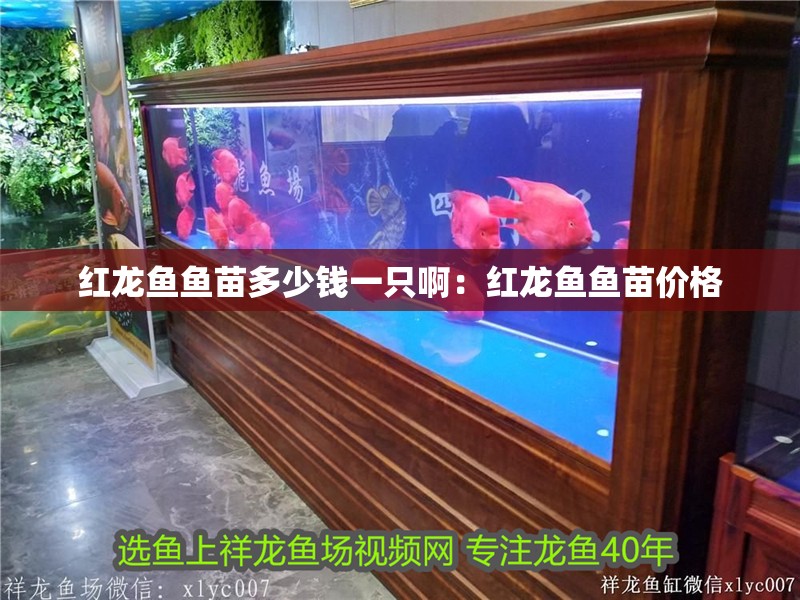 紅龍魚魚苗多少錢一只啊：紅龍魚魚苗價格
