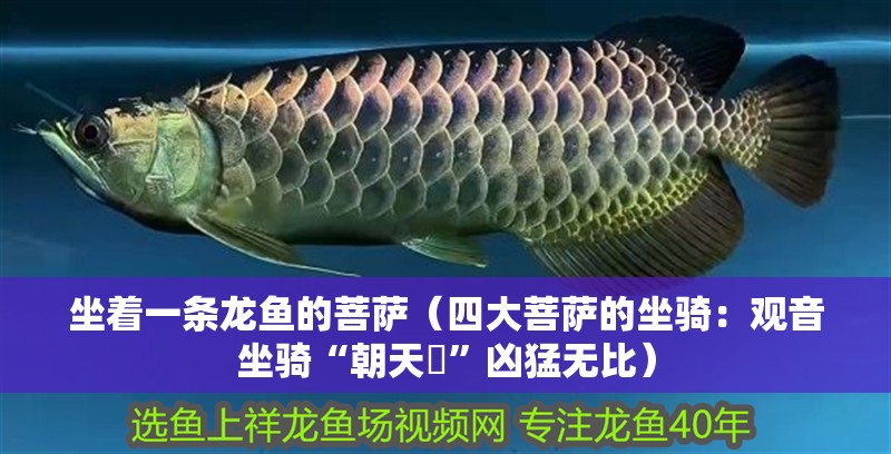 坐著一條龍魚的菩薩（四大菩薩的坐騎：觀音坐騎“<strong><mark>朝天</mark></strong>犼”兇猛無比）