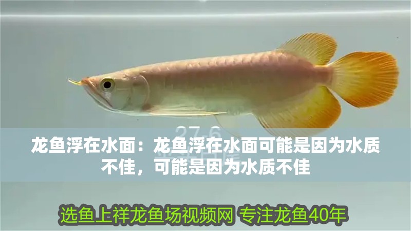 龍魚浮在水面：龍魚浮在水面可能是因為水質不佳，可能是因為水質不佳