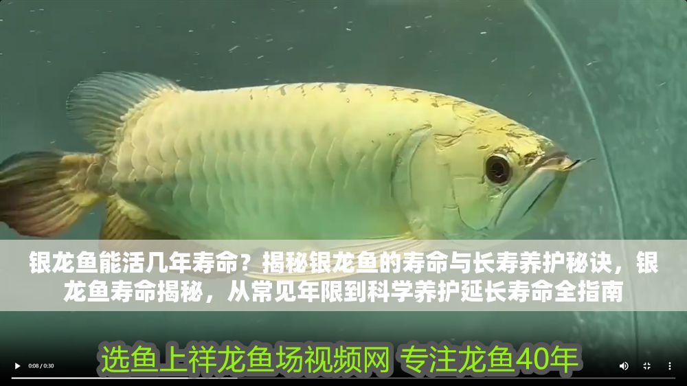 詳細閱讀:銀龍魚能活幾年壽命?揭秘銀龍魚的壽命與長壽養護秘訣,銀龍魚壽命揭秘,從常見年限到科學養護延長壽命全指南 銀龍魚能活幾年壽命?揭秘銀龍魚的壽命與長壽養護秘訣,銀龍魚壽命揭秘,從常見年限到科學養護延長壽命全指南