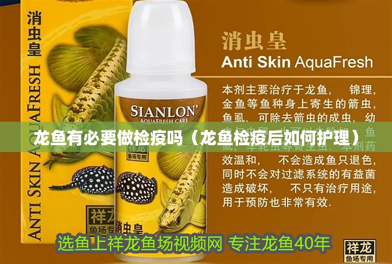 龍魚有必要做檢疫嗎（龍魚檢疫后如何護(hù)理）