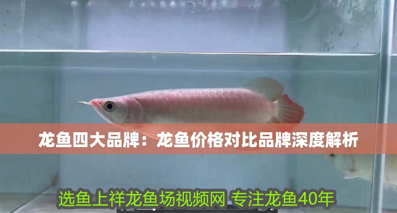 龍魚四大品牌：龍魚價格對比品牌深度解析