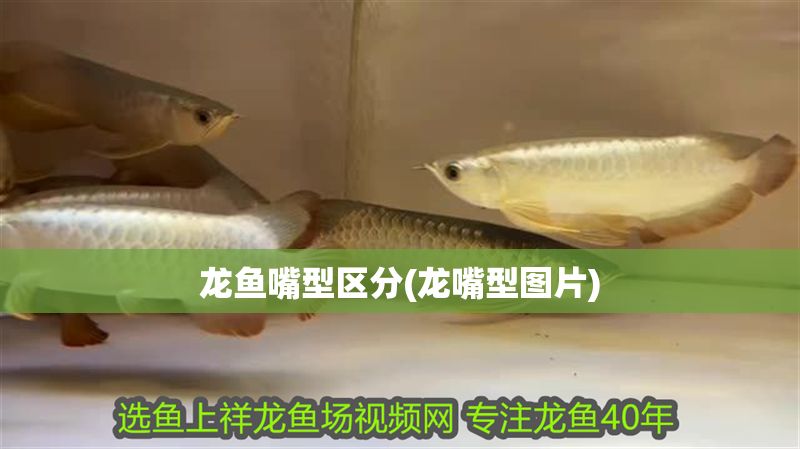 龍魚嘴型區(qū)分(龍嘴型圖片)