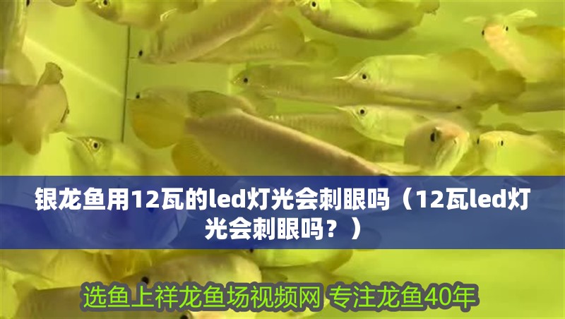 銀龍魚用12瓦的led燈光會刺眼嗎（12瓦led燈光會刺眼嗎？）
