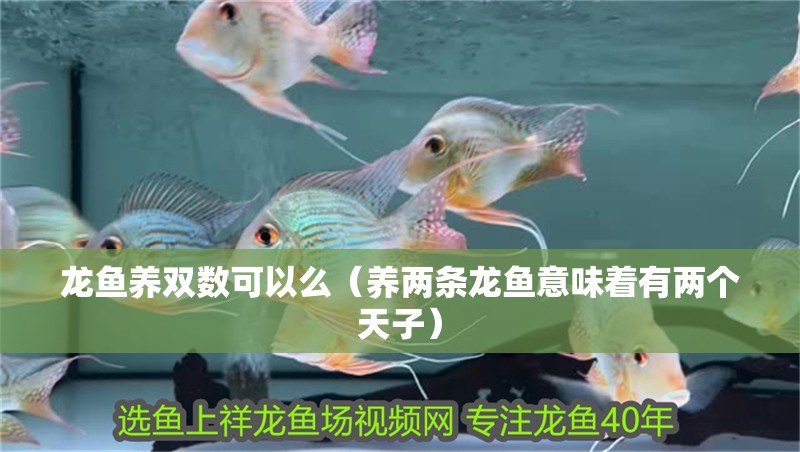 魚缸造景先放沙還是先放水(魚缸造景先鋪沙還是先放石頭) 龍魚養雙數可以么(養兩條龍魚意味著有兩個天子) 龍魚百科 龍魚養雙數可以么(養兩條龍魚意味著有兩個天子) 龍魚養雙數可以么(養兩條龍魚意味著有兩個天子) 龍魚百科